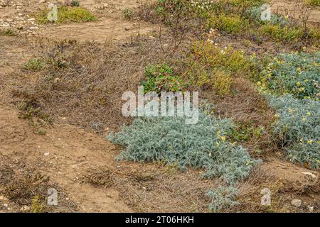 Santa Cruz Island, CA, USA - 14. September 2023: Grünes Fleck mit mehreren gelben Blüten umgeben von grünem trockenem Unkraut und Schmutz Stockfoto