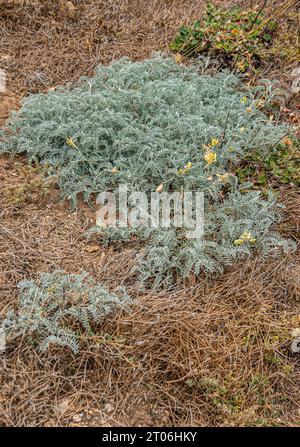 Santa Cruz Island, CA, USA - 14. September 2023: Nahaufnahme, grünes Pflanzenfleck mit gelben Blüten auf braunem Unkraut Stockfoto