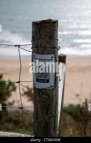 Ziegen an der Klippe in West Cliff in bournemouth am 23. september Stockfoto