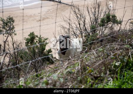 Ziegen an der Klippe in West Cliff in bournemouth am 23. september Stockfoto