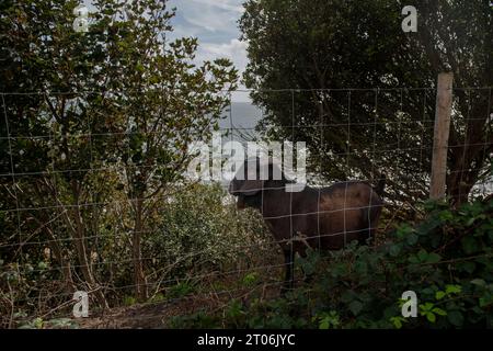 Ziegen an der Klippe in West Cliff in bournemouth am 23. september Stockfoto