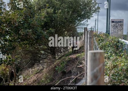 Ziegen an der Klippe in West Cliff in bournemouth am 23. september Stockfoto