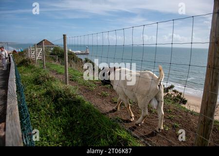 Ziegen an der Klippe in West Cliff in bournemouth am 23. september Stockfoto