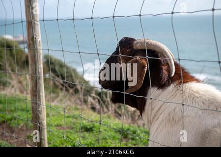Ziegen an der Klippe in West Cliff in bournemouth am 23. september Stockfoto