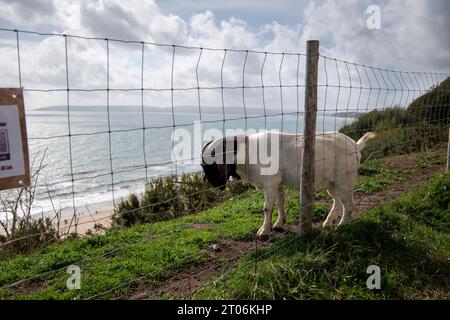 Ziegen an der Klippe in West Cliff in bournemouth am 23. september Stockfoto
