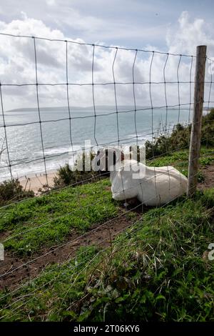 Ziegen an der Klippe in West Cliff in bournemouth am 23. september Stockfoto