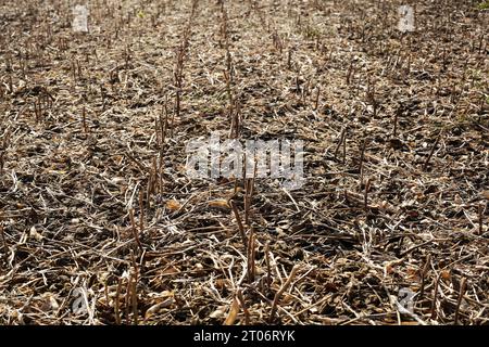 Ein Feld nach der geernteten Sojabohnenfrucht. Stockfoto