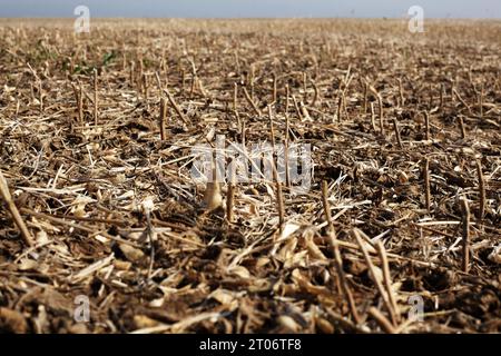 Ein Feld nach der geernteten Sojabohnenfrucht. Stockfoto