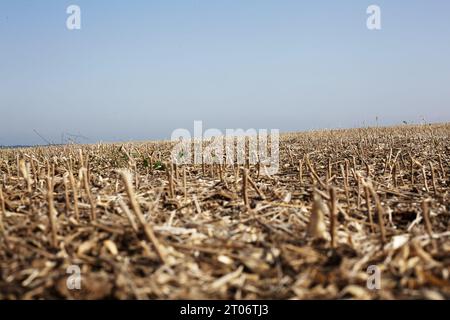 Ein Feld nach der geernteten Sojabohnenfrucht. Stockfoto