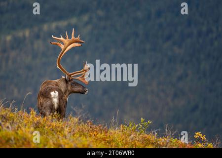 Bulle Caribou Stockfoto