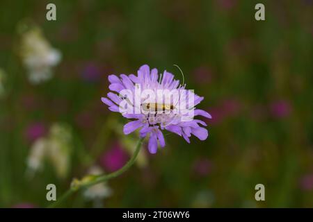 Nemophora metallica Familie Adelidae Gattung Nemophora Messing Langhorn Motte wilde Natur Insekten Fotografie, Bild, Tapete Stockfoto