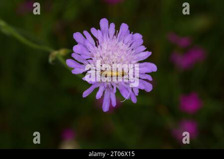 Nemophora metallica Familie Adelidae Gattung Nemophora Messing Langhorn Motte wilde Natur Insekten Fotografie, Bild, Tapete Stockfoto