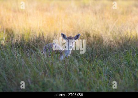 Junge Damhirsche kitzeln im Landpark Dunham Massey im Herbst Stockfoto