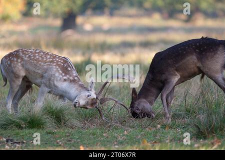 Zwei Hirschkämpfe während der Brunstsaison im Dunham Massey Woodland Park in Cheshire Stockfoto