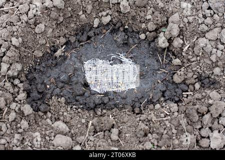 Aussaat von Rucolasamen auf Gaze in den Boden im Garten. Konzept für Gartenbau und Grünanbau. Frühjahrslandwirtschaft Stockfoto