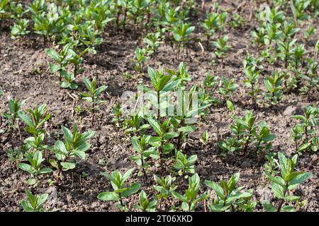 Pflanzen duftender Pfefferminze im privaten Garten. Junge Sprossen von grüner Staudenpflanze. Farmzeit im Frühjahr. Im Freien. Stockfoto