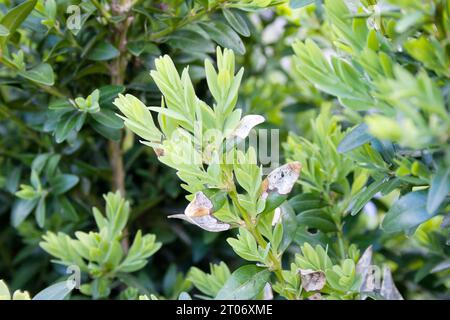 Junge Buxus-Blätter werden von der Kastenmotte raupe gegessen, dem größten Buxus-Schädling. Invasive Arten in Europa. Gefährlicher Gartenschädling. Weichzeichner. Stockfoto