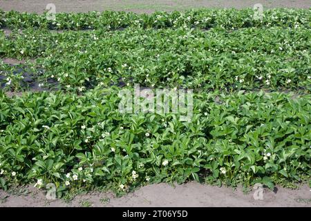 Gartenerdbeerbeet, weiße Blüten und Knospen mit grünen Blättern. Dicht wachsende Sträucher blühender Erdbeeren im Garten. Mulchboden mit bl Stockfoto