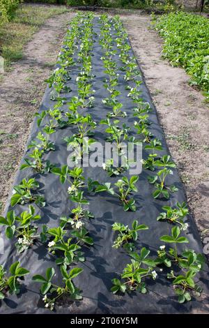 Gartenerdbeerbeet, weiße Blüten und Knospen mit grünen Blättern. Sträucher blühender Erdbeeren im Garten. Mulchboden mit schwarzem Spunbond, PR Stockfoto