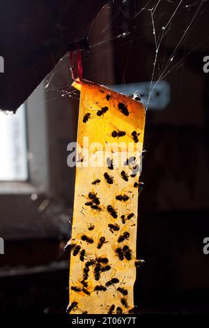 Fliegenfänger mit vielen toten Fliegen. Klebeband von Fliegen hängt auf dem Dachboden des Hauses. Zur Bekämpfung von Fluginsekten in der warmen Jahreszeit. Backli Stockfoto