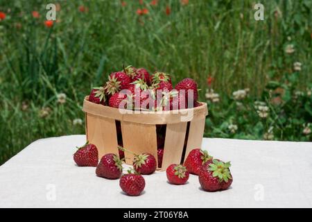 Erdbeerernte im Sommer. Reife appetitliche rote Erdbeeren in Holzkiste stehen auf dem Tisch vor grünem Gras und blühendem Klee. Praktikant Stockfoto