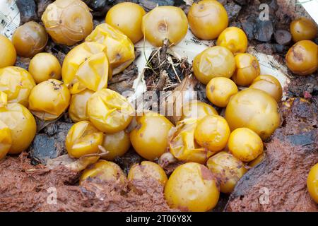 Ökologische Methode der Verwertung von Lebensmittelabfällen zu Hause zur Kompostierung. Lebensmittelverschwendung gelbe Tomaten in einer Kompostgrube. Verrottete organische Abfälle für Kompost. Oben Stockfoto