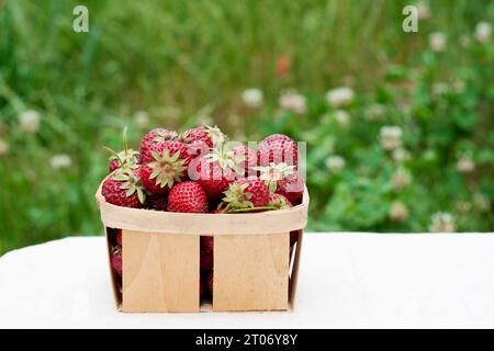 Erdbeerernte im Sommer. Reife appetitliche rote Erdbeeren in Holzkiste stehen auf dem Tisch vor grünem Gras und blühendem Klee. Praktikant Stockfoto