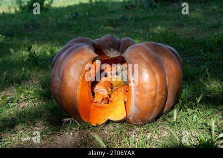 Der große orangefarbene Kürbis ist innen verrottet. Kürbis, der im Herbst wuchs, im Frühling verdorben. Ein untaugliches Obst liegt auf dem frühlingshaften Rasen. Stockfoto