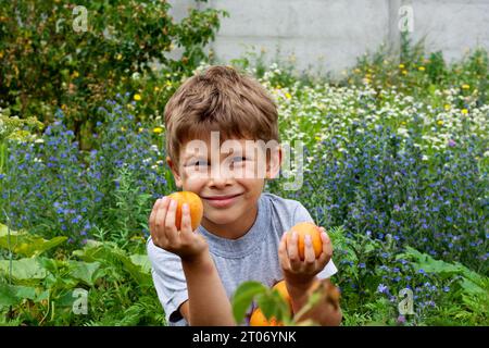 Kind mit Aprikosenernte vor dem Hintergrund von Wildblumen. Der süße Junge lächelt und hält große Aprikosen in den Händen. Der Sommer ist Zeit für köstliche Speisen Stockfoto