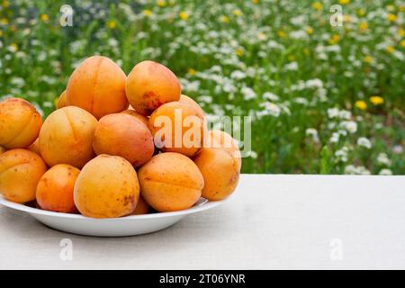 Hausernte reifer Aprikosen. Stillleben im Freien. Mehrere große Orangenaprikosen liegen im Stapel auf einem Teller, der auf dem Tisch steht. Sommer. Stockfoto