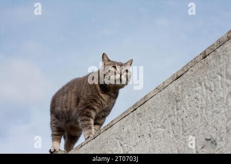 Graue Tabbykatze mit gelben Augen, die auf einem Betonzaun stehen, blauer Himmelhintergrund. Schöne flauschige Katze, die entlang des Zauns läuft und vorsichtig nach vorne blickt. E Stockfoto
