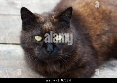 Nahaufnahme-Porträt einer erwachsenen schwarzen Katze mit gelben Augen. Hauskatze, die auf Holzboden liegt. World Animal Day, International Cat Day Stockfoto