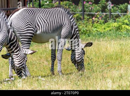 Afrikanische schönen zebra Essen frische grüne Gras. Stockfoto