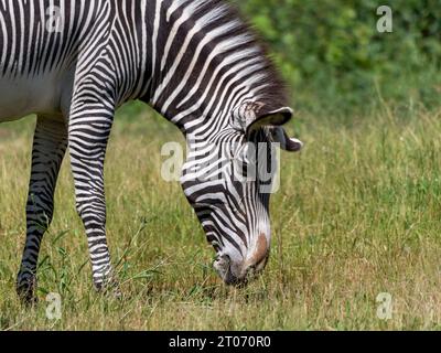 Afrikanische schönen zebra Essen frische grüne Gras. Stockfoto