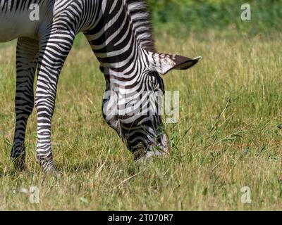 Afrikanische schönen zebra Essen frische grüne Gras. Stockfoto
