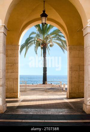 Palme, eingerahmt von Ockerbögen in der Stadt Nizza Stockfoto