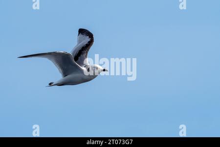 Schwarzbeinige Kittiwake am Himmel im Meer zwischen Grönland und Island Stockfoto