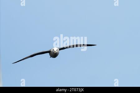 Nördlicher Fulmarvogel, der im Himmel im Meer zwischen Grönland und Island in der Arktis fliegt Stockfoto