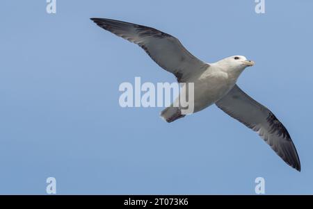 Nördlicher Fulmarvogel, der im Himmel im Meer zwischen Grönland und Island in der Arktis fliegt Stockfoto