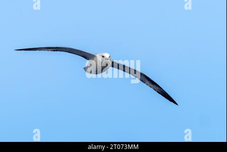 Nördlicher Fulmarvogel, der im Himmel im Meer zwischen Grönland und Island in der Arktis fliegt Stockfoto