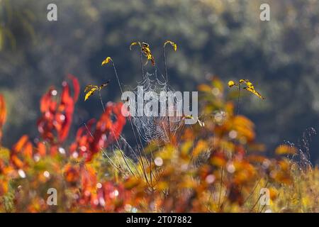 Großes, perfektes Spinnennetz, bedeckt mit Tau, eingerahmt von Herbstfarben und grünen Bäumen. Stockfoto