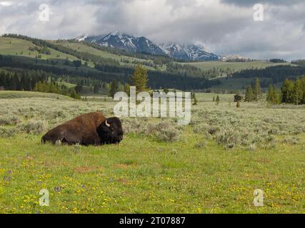 Ein Büffelbison liegt auf dem Präriegas mit den Hügeln und Bergen von Montana und Wyoming im Hintergrund mit Schneekappen. Stockfoto
