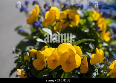 Gelbe und violette Gartenblumen in hellem Morgenlicht Stockfoto