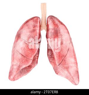 Menschliche Lunge, Vorderansicht. 3D-Rendering isoliert auf weißem Hintergrund Stockfoto