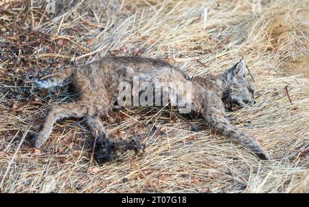 Toter Bobcat gefunden im Stevens Creek County Park, Santa Clara County, Kalifornien, USA. Stockfoto