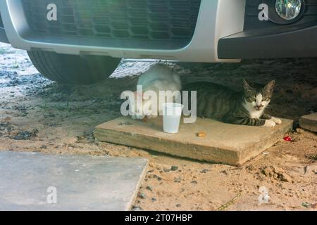 Zwei Katzen, die sich unter einem Auto verstecken, im Schatten. Lustiges Haustier. Stockfoto