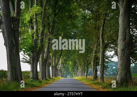 Schmale Allee mit Reihen alter Linden auf beiden Seiten, traditionelle Pflanzen zum Schutz vor Wind und Sonne auf einer historischen Landstraße in Norddeutschland, Stockfoto