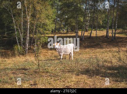 Die Busha ist eine Rasse oder Gruppe von kleinen Kurzhornrindern, die in Südosteuropa verbreitet sind Stockfoto