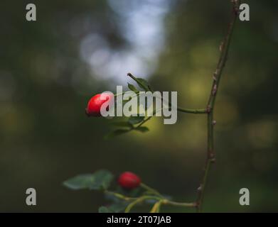 Hundelrose Hüften auf einem Busch an einem Herbsttag, selektiv fokussiert Stockfoto