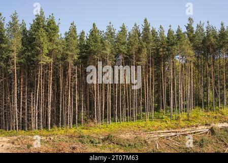 Verwüstete Kiefernwälder nach dem Schneiden von drei für die Holzindustrie Stockfoto